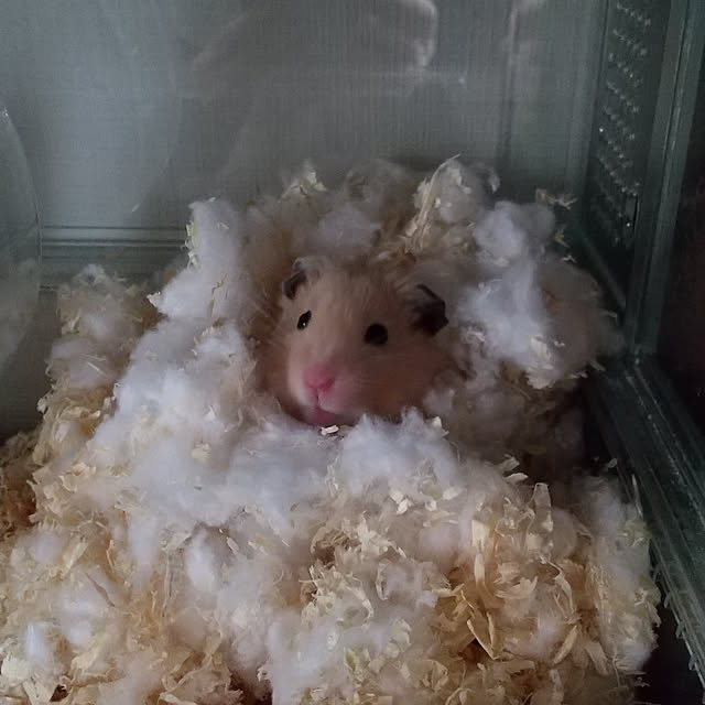 TUKIKOさんの実例写真