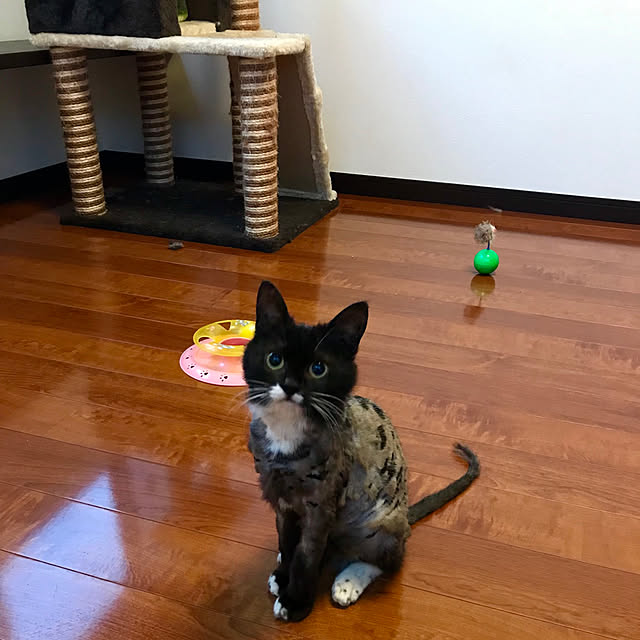 butachanさんの実例写真