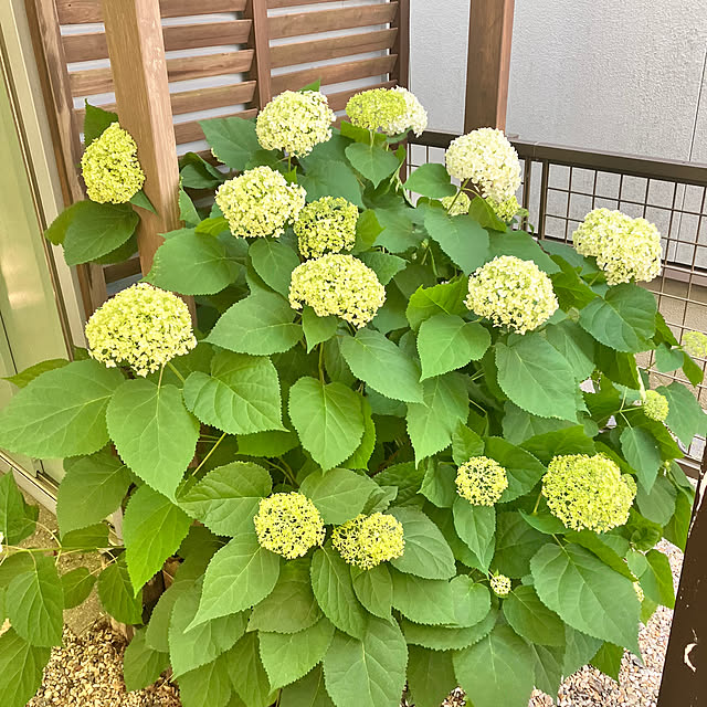 machaさんの実例写真