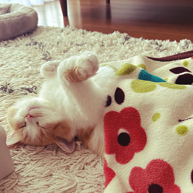 junさんの実例写真