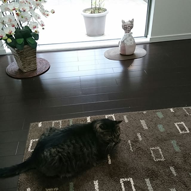 rikadaiさんの実例写真