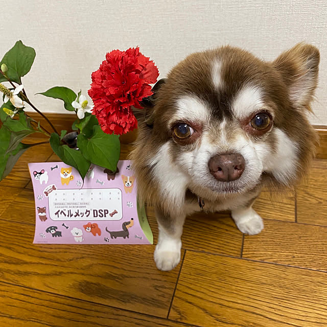 chIoeさんの部屋