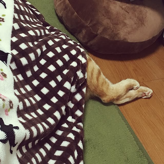 kotetuさんの実例写真