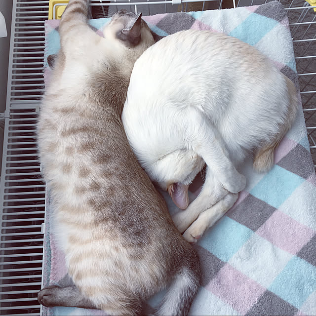 belltanさんの実例写真