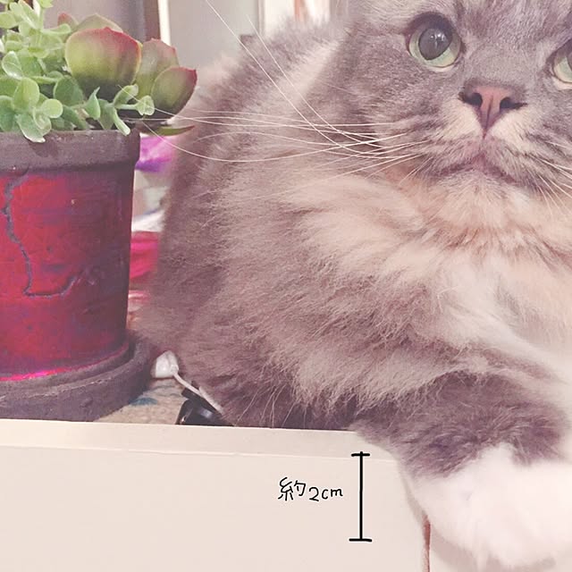 mii-tanさんの実例写真
