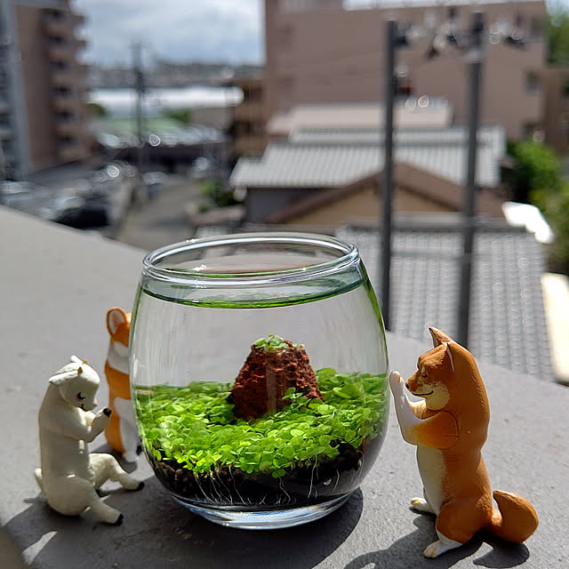 wakaさんの実例写真