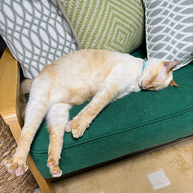 mohhaさんの実例写真