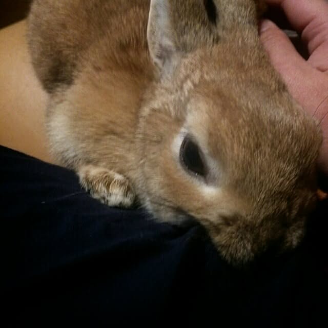acaさんの実例写真