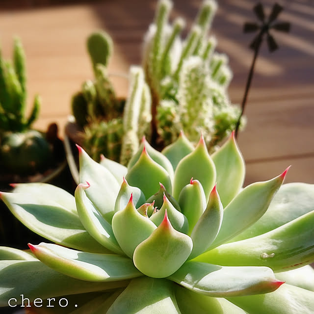 chero.さんの実例写真