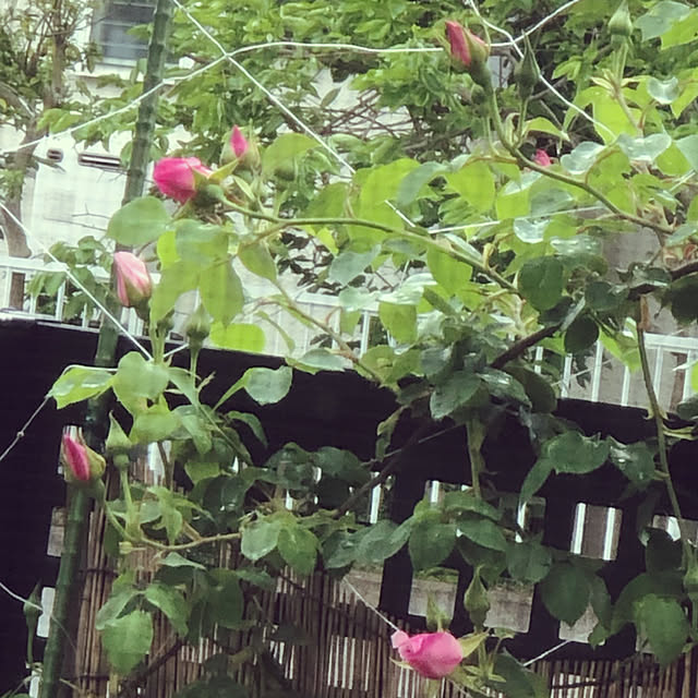 coronさんの実例写真