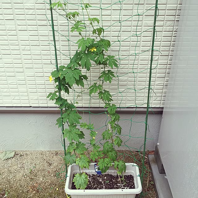 sakipapaさんの実例写真