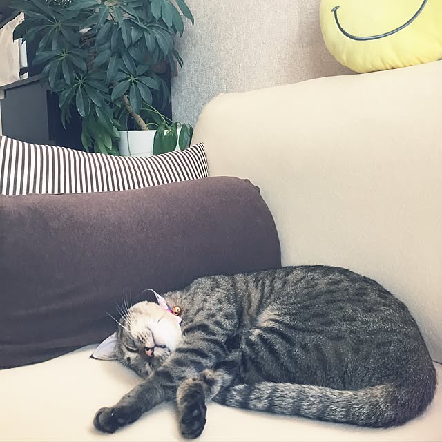 kirinさんの実例写真