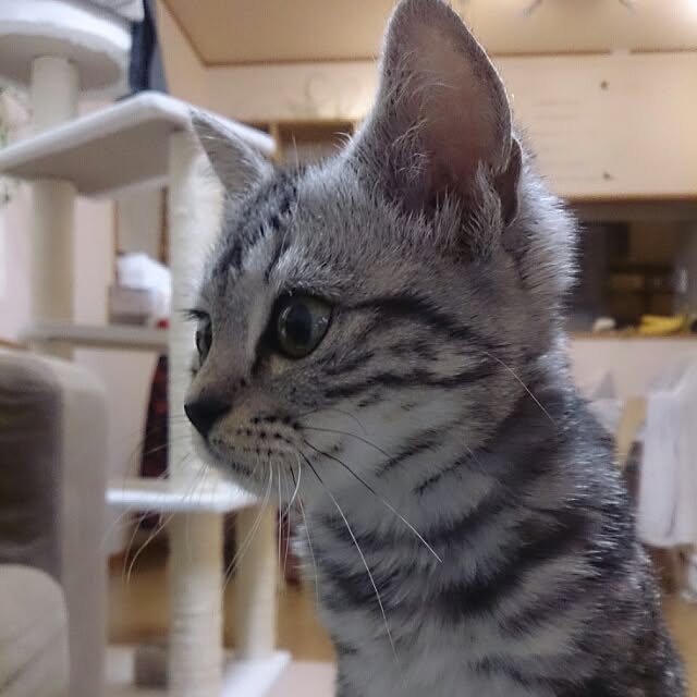 nyancoさんの実例写真