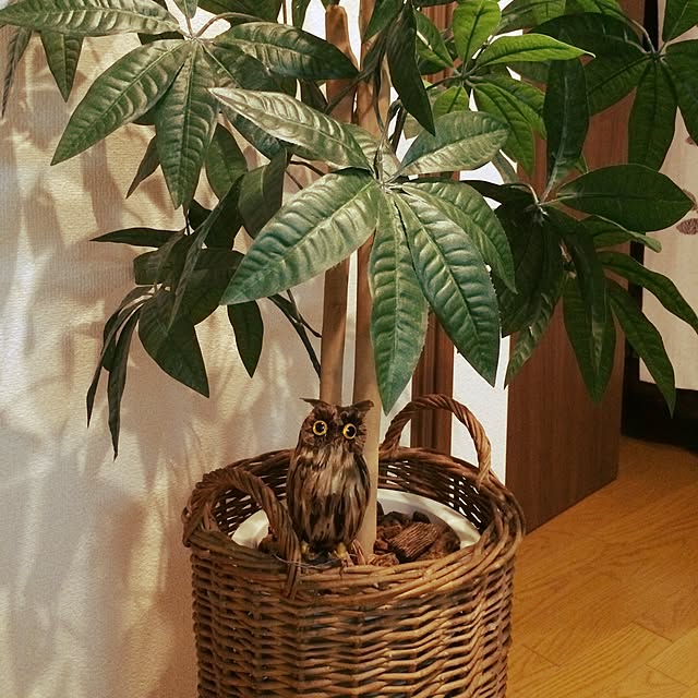 aiaiさんの実例写真