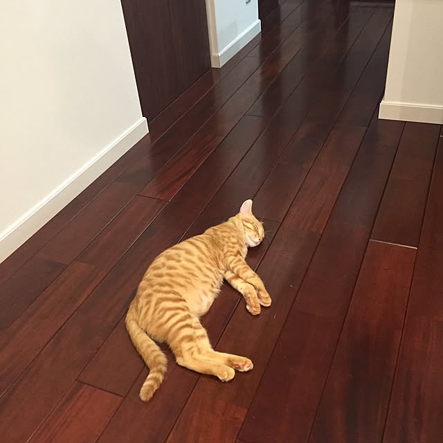 maributaさんの実例写真