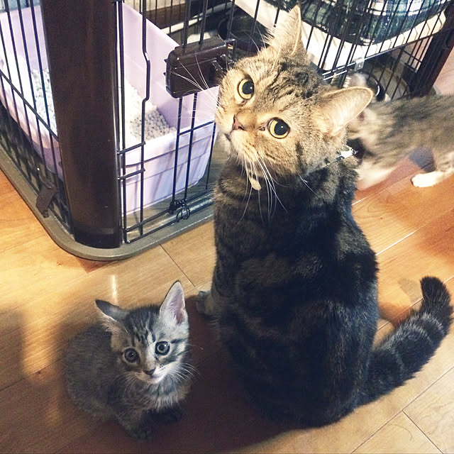 annさんの実例写真