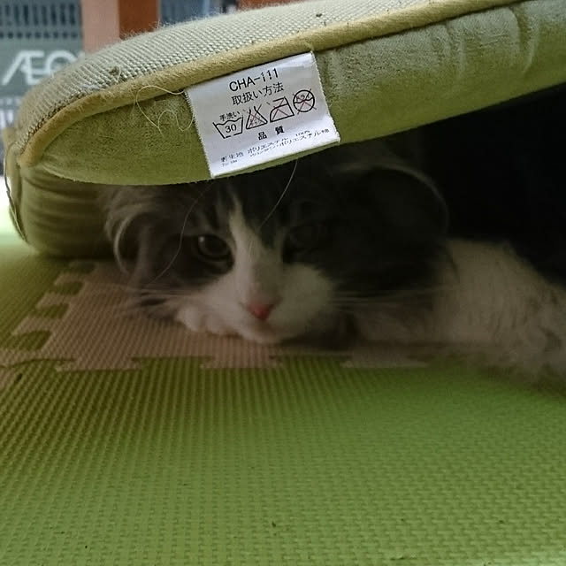 shinobuさんの実例写真