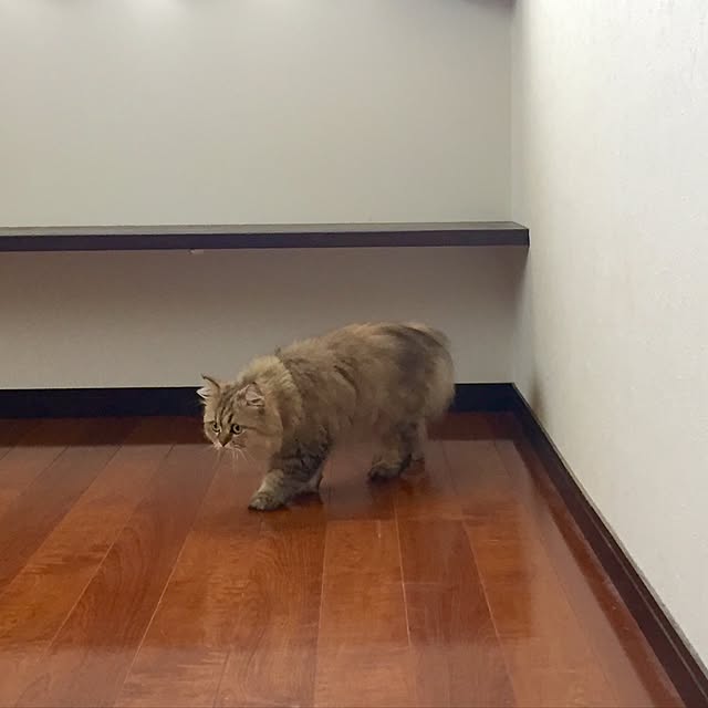 butachanさんの実例写真