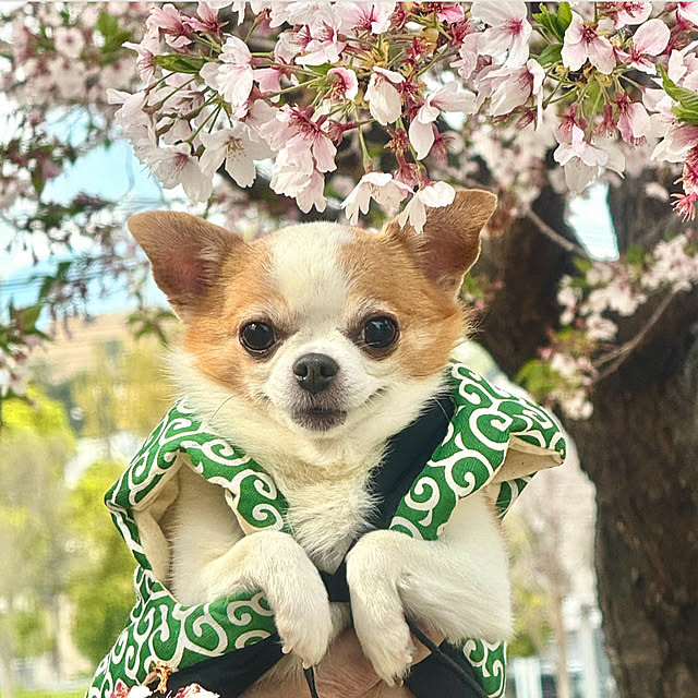 cocoさんの部屋