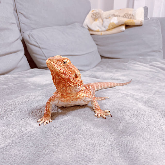kuro_reptileさんの実例写真