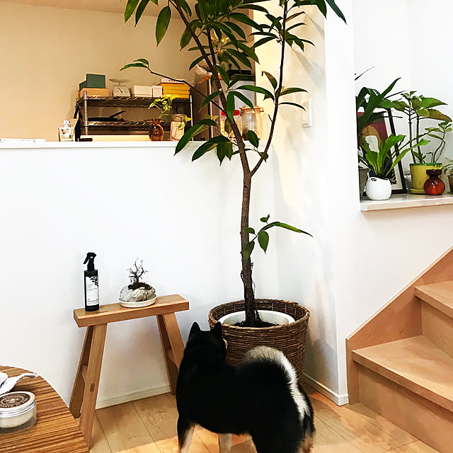 キッチン/柴犬/観葉植物/無印良品のインテリア実例 - 2018-02-12 20:27:26