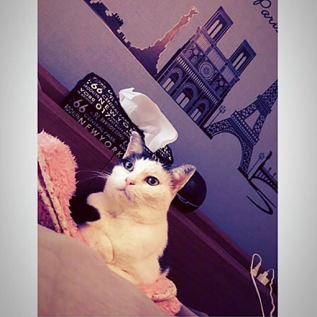 56chanさんの実例写真