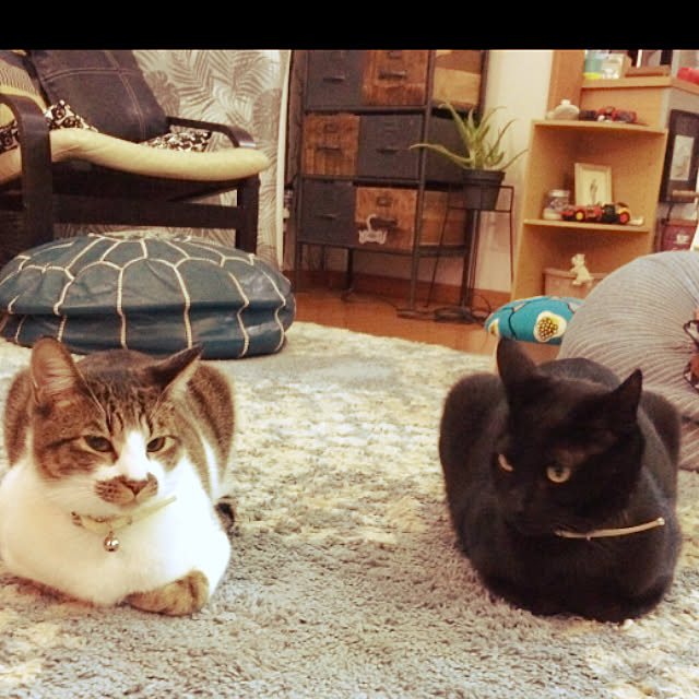 jijiさんの実例写真