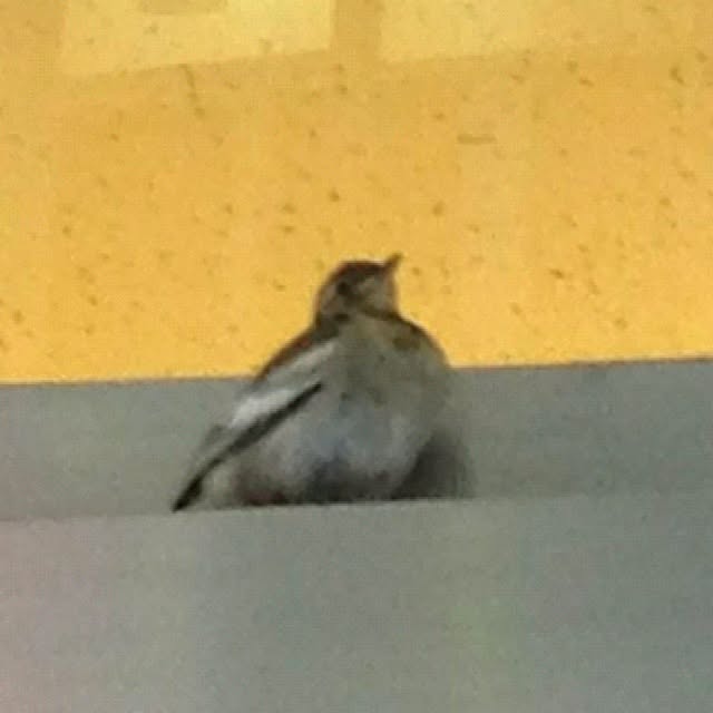 chiekoさんの実例写真