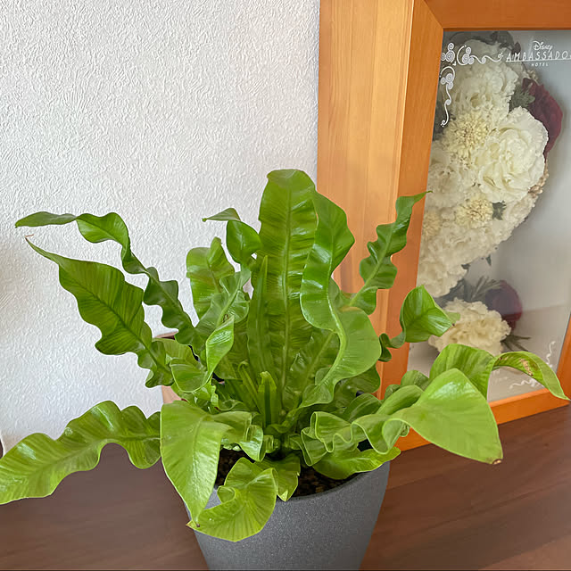 住友林業/平家/観葉植物/エメラルドウェーブ/机のインテリア実例 - 2022-10-19 10:40:47