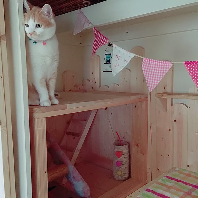 mintcatさんの実例写真