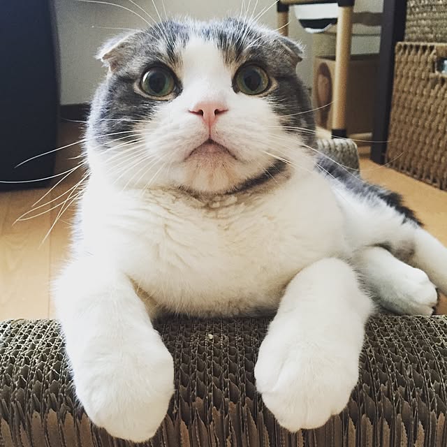 tansukeさんの実例写真