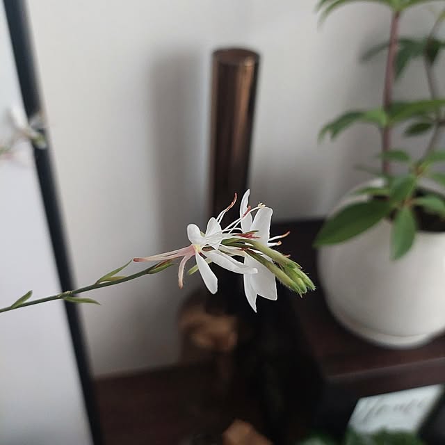 anmomaruさんの部屋