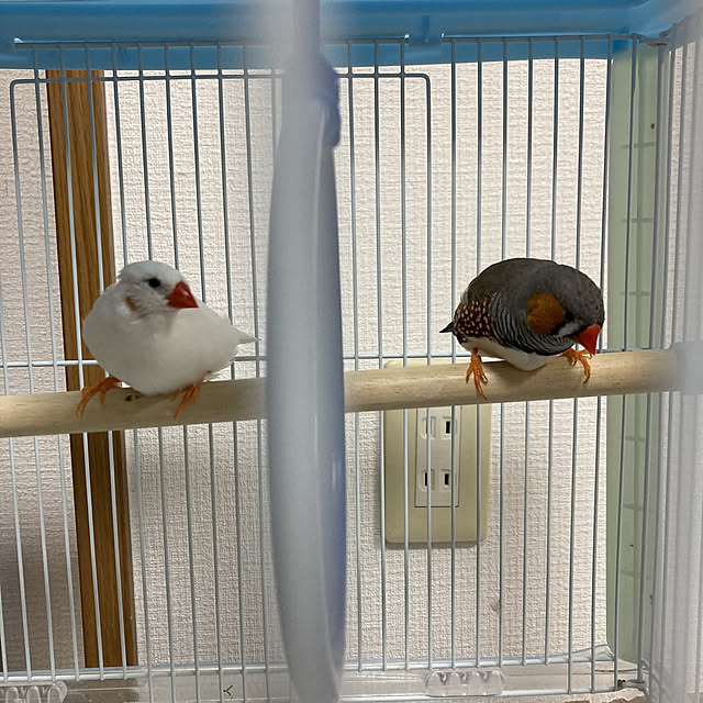 koroさんの実例写真