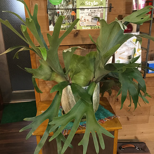 osharetomさんの実例写真