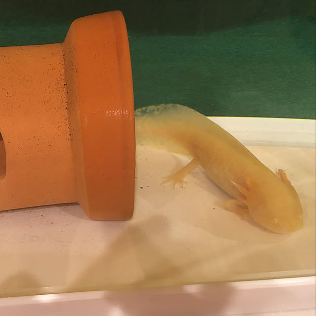 saiさんの実例写真