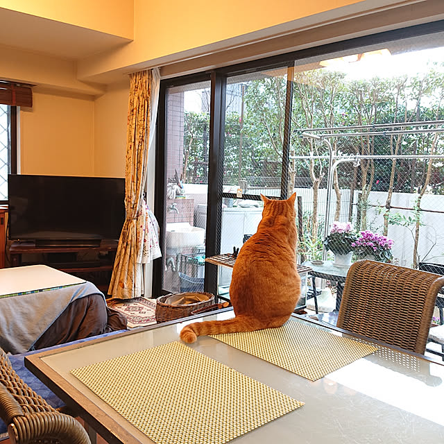 okyosan101さんの実例写真
