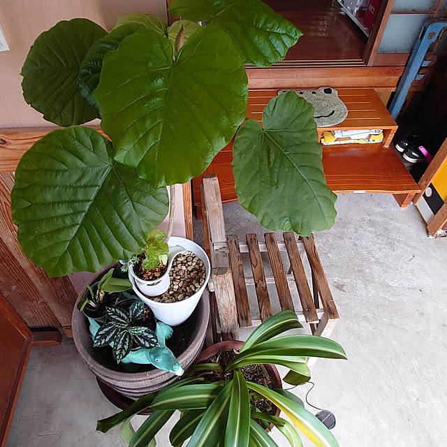 kikuさんの部屋