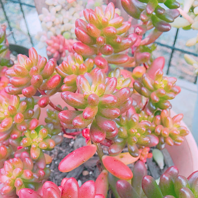 ksyf-naturalさんの実例写真
