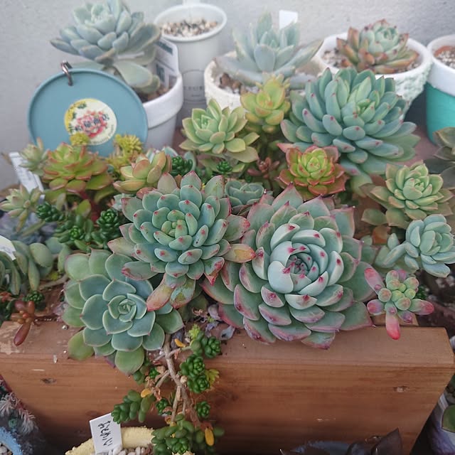 Pikakeさんの実例写真