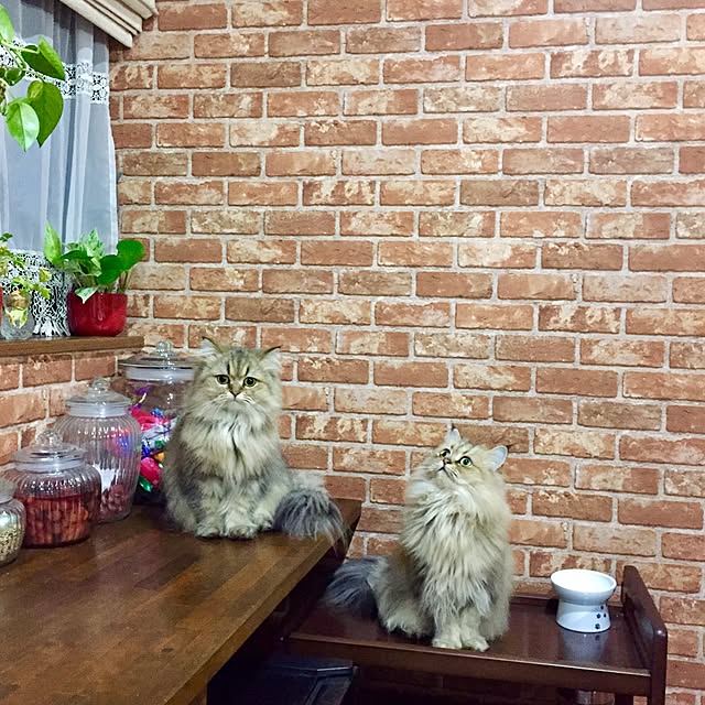 butachanさんの実例写真