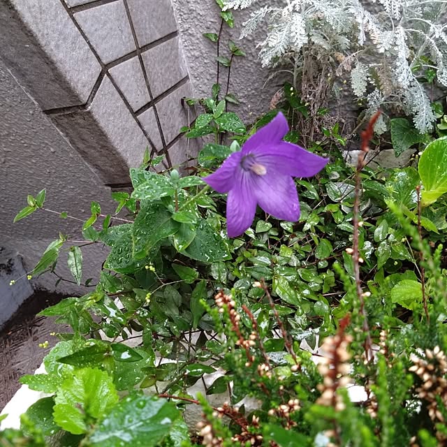 kakkaさんの実例写真