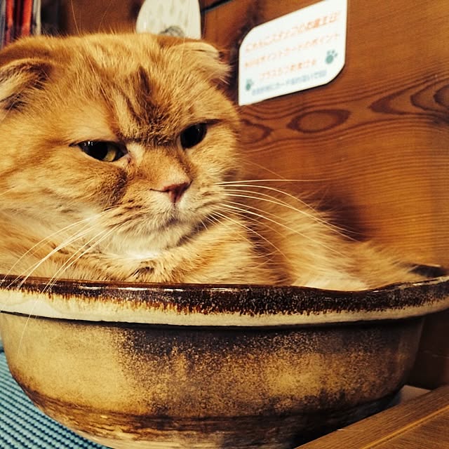minxxさんの実例写真