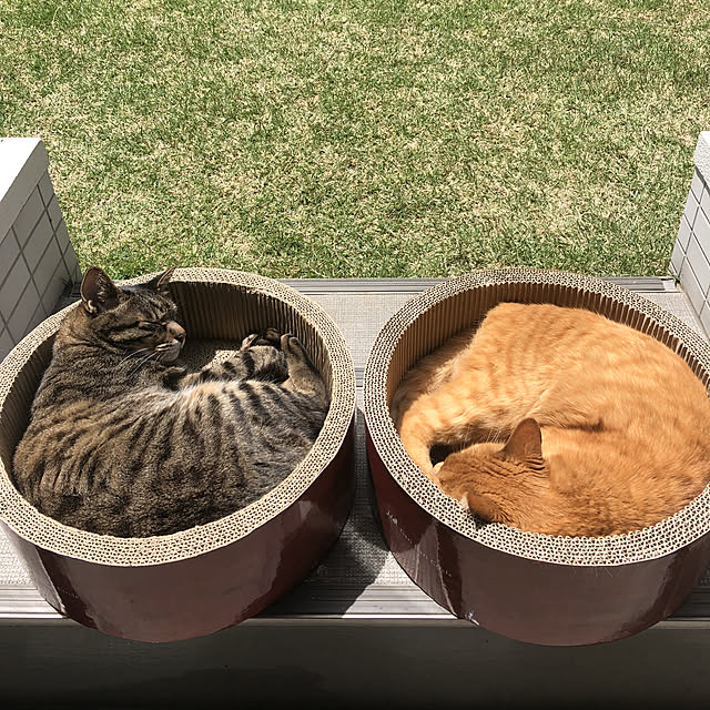 ひなたぼっこ/猫/ベランダ/玄関/入り口のインテリア実例 - 2019-05-01 11:37:01