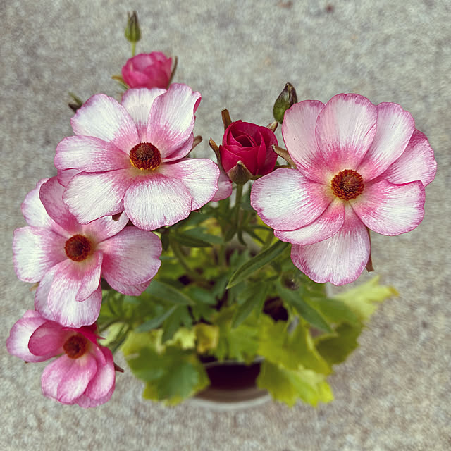 ayayayayaさんの実例写真