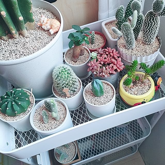 cocomintさんの実例写真