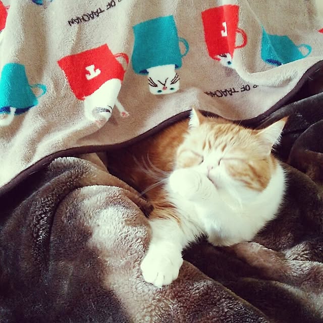 otoさんの実例写真