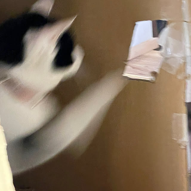nekosamaさんの部屋