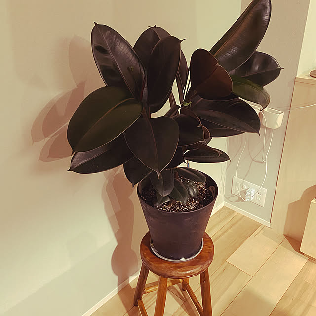 植物/ベッド周りのインテリア実例 - 2022-06-26 10:15:36
