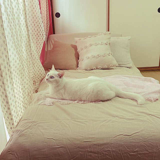 nikopokoさんの実例写真
