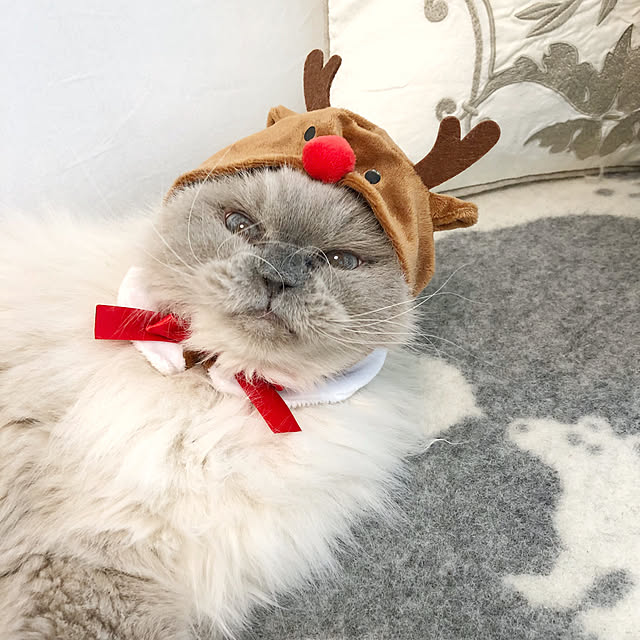 yuchiさんの実例写真